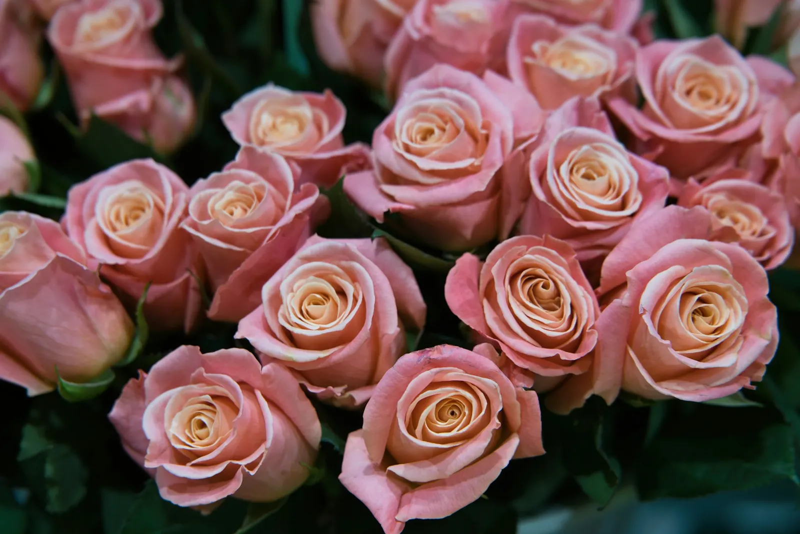 A bouquet of soft pink roses
